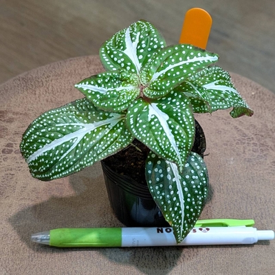 Sonerila sp.White spots