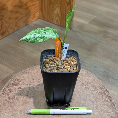 Aglaonema pictum 夢観極鮮"千眼葉" Grow aquarium ◎現品販売◎