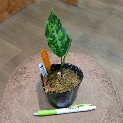 Aglaonema pictum Tricolor "NIRVASH" from Pulau Nias