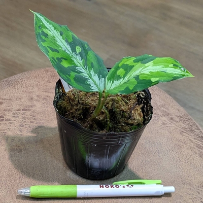 Aglaonema pictum  "マルチカラー白玉D.F.S" from Sumatera Barat 【AZ0912-1】