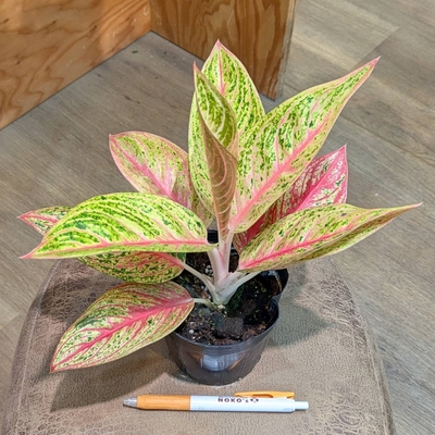 アグラオネマ レガシー ３.５号