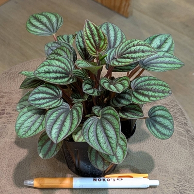 ◎ 新入荷 ◎ | NOKO's