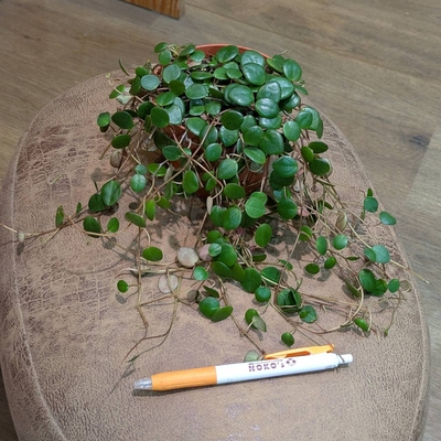 ペペロミア ペッパースポット ３.５号