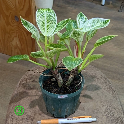 フィロデンドロン バーキン根上り ３.５号 ③ ◎現品販売◎