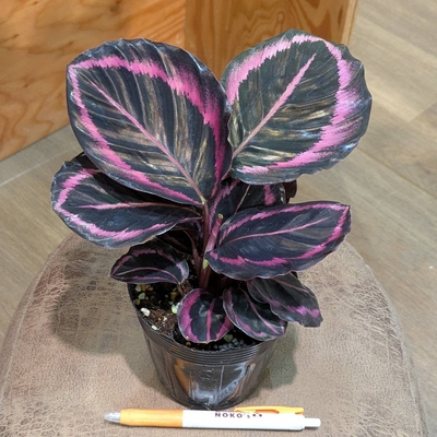 カラテア ロゼオピクタ プリンセスジェシー ３.５号 