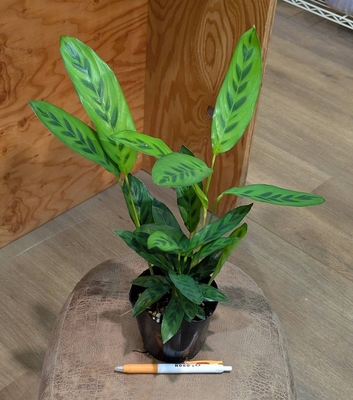 カラテア レオパルディナクリソベリル ３.５号