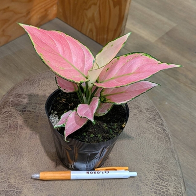 アグラオネマ オースピシャスレッド ３.５号