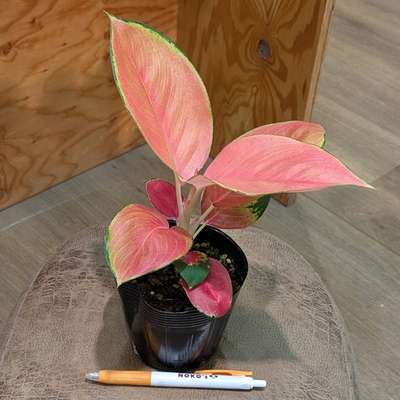 アグラオネマ チャイナレッド ３.５号