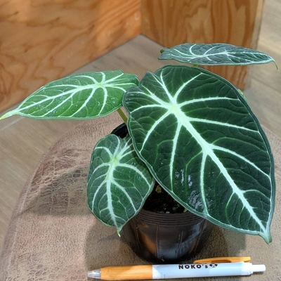 アロカシア ニンジャ 3.5号