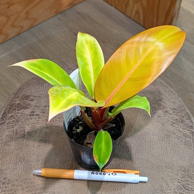 ◎ 新入荷 ◎ | NOKO's