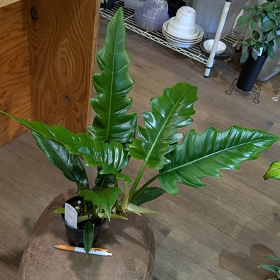 フィロデンドロン ナロー ３.５号