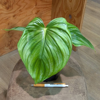 フィロデンドロン プロウマニー ３.５号