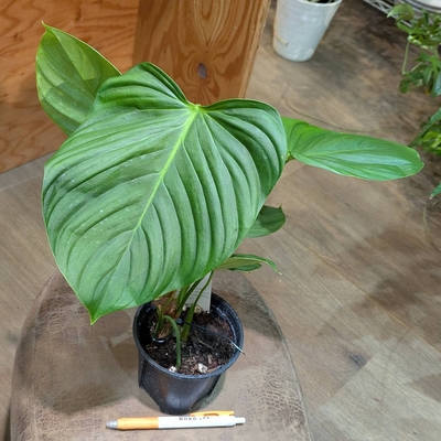 フィロデンドロン ナンガリテンス ３.５号