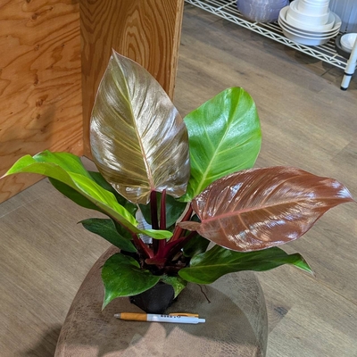 フィロデンドロン レッドムーン ３.５号
