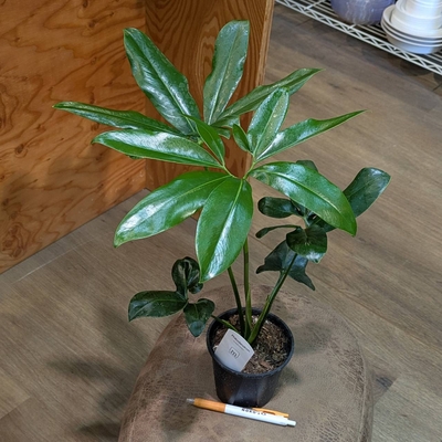 フィロデンドロン ファンバン ３.５号