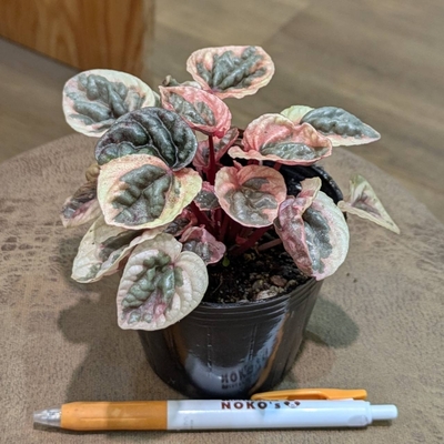 ◎ 新入荷 ◎ | NOKO's