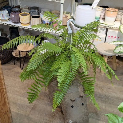 フペルジア ゴエベリーグリーン 大 美株 ◎ 新入荷 ◎ | NOKO's