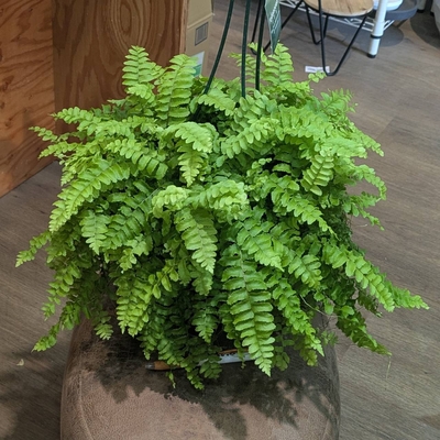 ビカク シダ Yahoo!オークション - P. 'Hakuna Matata' ハクナマタタ