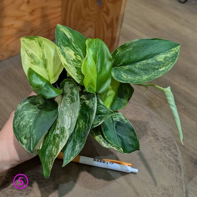 ◎ 新入荷 ◎ | NOKO's