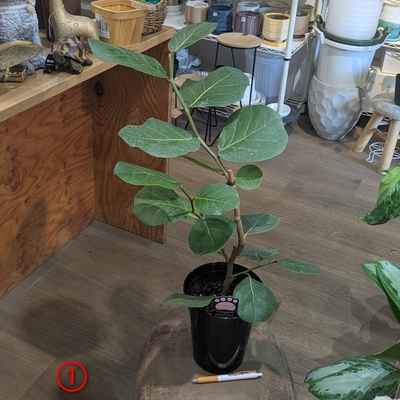 フィカス シーグレープ ５号 ① ◎現品販売◎ 