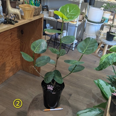 フィカス シーグレープ ５号 ② ◎現品販売◎ 