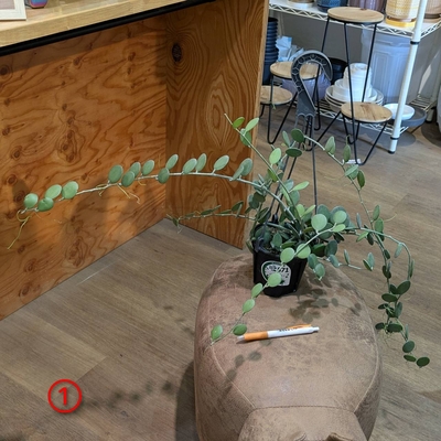 グリーンドラム ４号 ① ◎現品販売◎