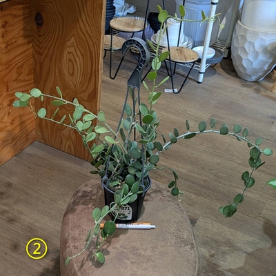 グリーンドラム ４号 ② ◎現品販売◎