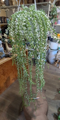 ディスキディア ミリオンハート ５号