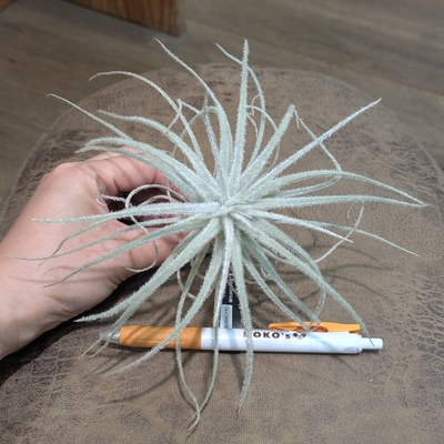 チランジア テクトラム カウレセンス ◎現品販売◎