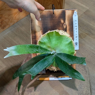 プラティセリウム リトルフィンガー(willinckii x bifurcatum Japanese hybrid)  ② ◎現品販売◎