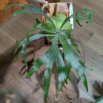 プラティセリウム ペガサス (Diversifolium&times;Willinckii) ◎現品販売◎