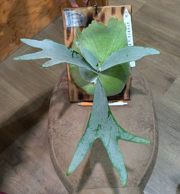 プラティセリウム ビフルカツムspホワイト ◎現品販売◎