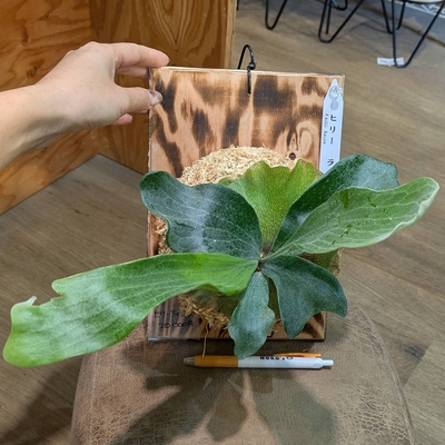 プラティセリウム ヒリーライジン ◎現品販売◎