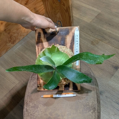 プラティセリウム リトルフィンガー(willinckii x bifurcatum Japanese hybrid) ① ◎現品販売◎