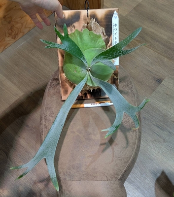 プラティセリウム ホワイトホーク(Diversifolium&times;Willinckii)  ② ◎現品販売◎