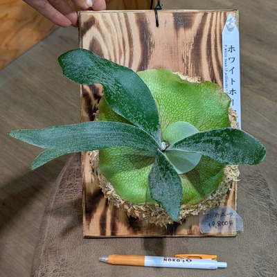 プラティセリウム ホワイトホーク(Diversifolium&times;Willinckii)  ① ◎現品販売◎