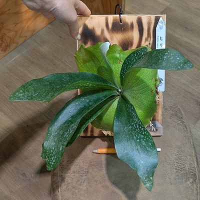 プラティセリウム ヒリースポア ① ◎現品販売◎