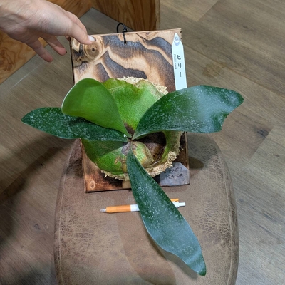 プラティセリウム ヒリースポア ② ◎現品販売◎