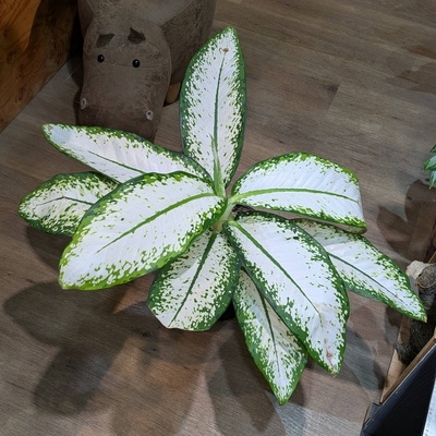 ディフェンバキア ホワイト 7号 11.000円から40%OFF ◎現品販売◎