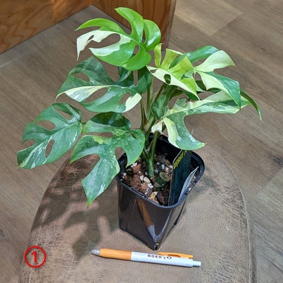 ヒメモンステラ斑入り 3.5号① 9.800円から50%OFF ◎現品販売◎