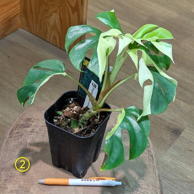 ヒメモンステラ斑入り 3.5号 ② 9.800円から50%OFF ◎現品販売◎