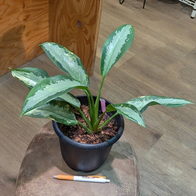 アグラオネマ スワンナプーム 5号 14.000円から40%OFF ◎現品販売◎