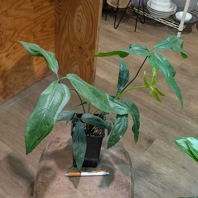 アンスリウム カリブレイリー 4号 9.800円から50%OFF