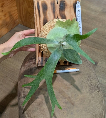 プラティセリウム モンキーノース(willinckii &times; veitchii wild) ◎現品販売◎