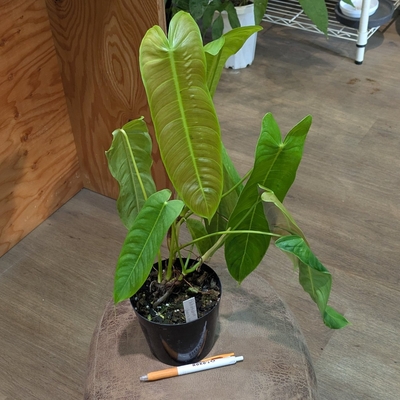 フィロデンドロン シャロニアエ ４号