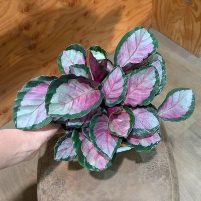 【もりもり可愛い小葉タイプ♡】カラテア ロージー ３.５号