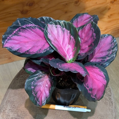 【もりもり可愛い小葉タイプ♡】カラテア ピクツラータクリムソン ３.５号