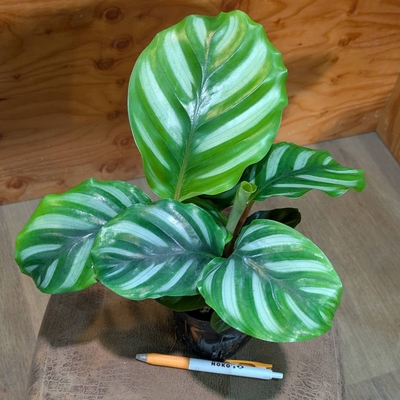 カラテア ベサール ３.５号