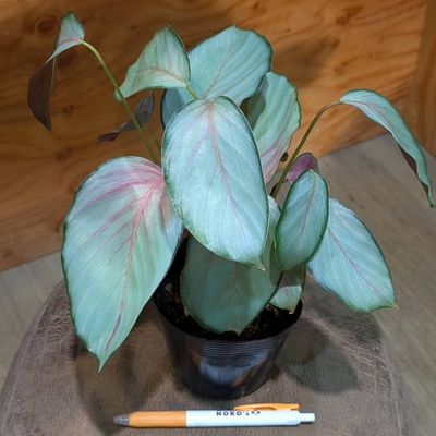 カラテア シルバープレート ３.５号