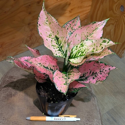 アグラオネマ カンクンピンク ３.５号 